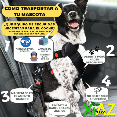 Consejos de como llevara tu perro seguro en el coche